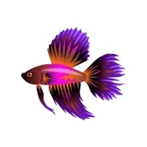 Fuchsia Dorsal Betta